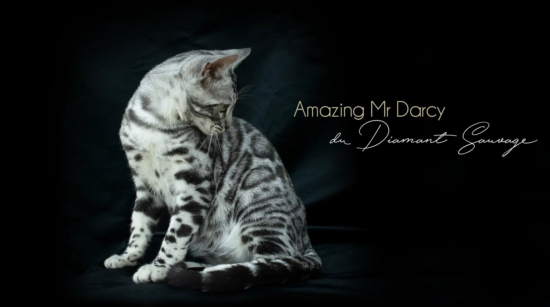 Chat Bengal